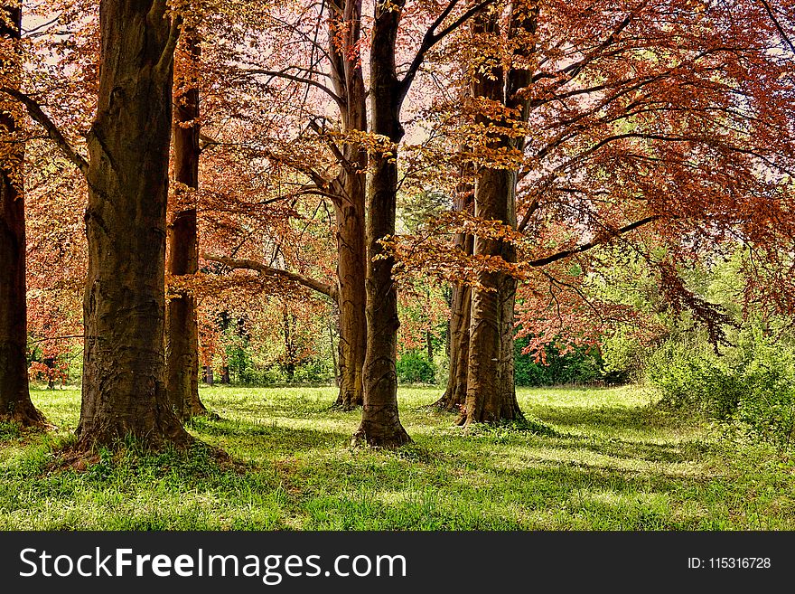 Tree, Nature, Woodland, Ecosystem