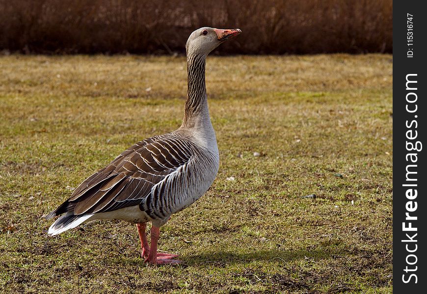 Bird, Goose, Fauna, Water Bird