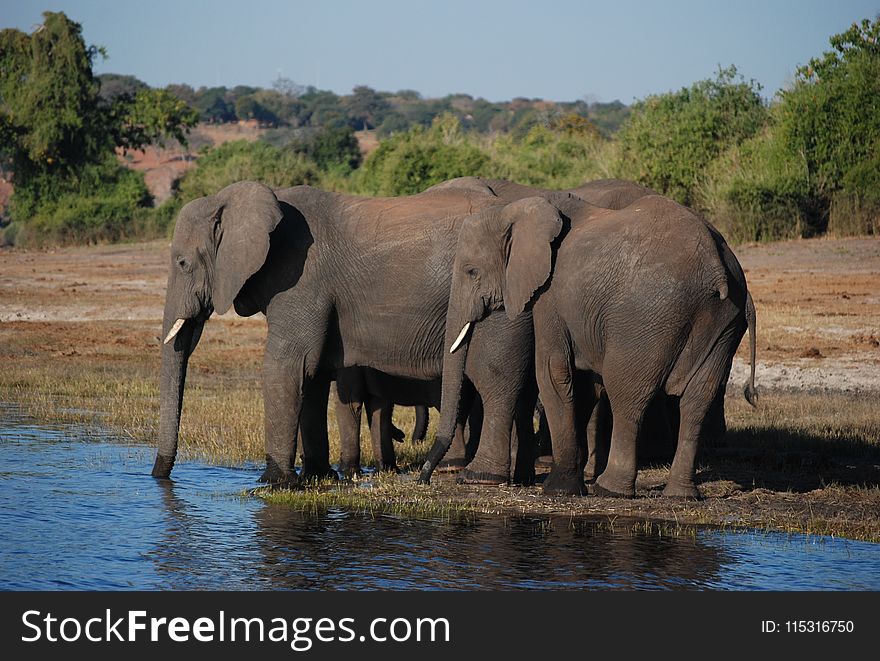 Elephant, Elephants And Mammoths, Wildlife, Terrestrial Animal