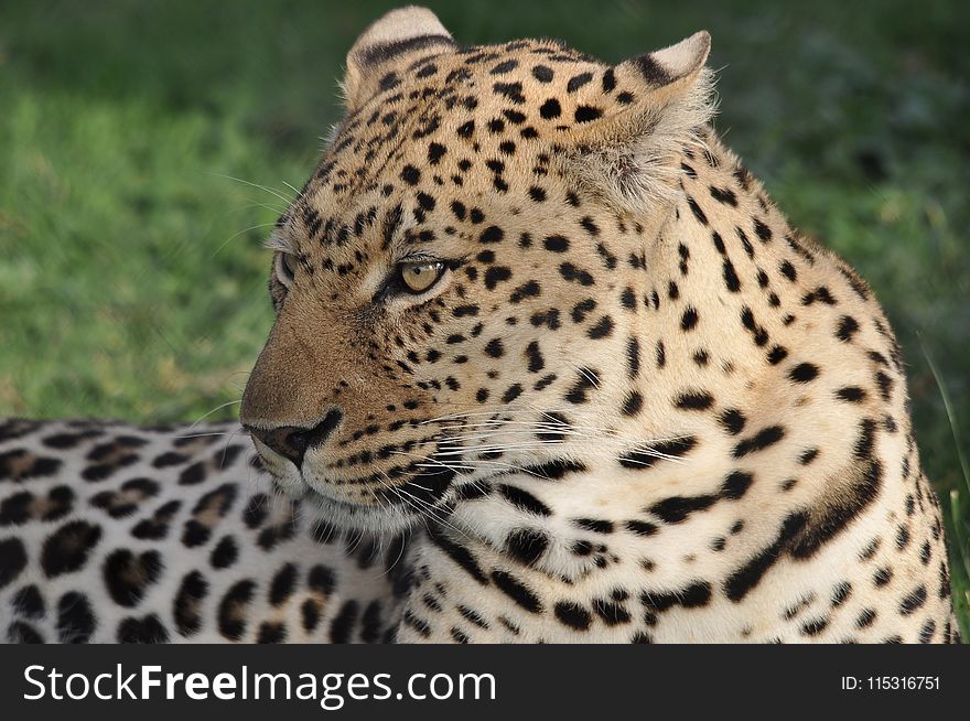 Leopard, Wildlife, Terrestrial Animal, Cheetah
