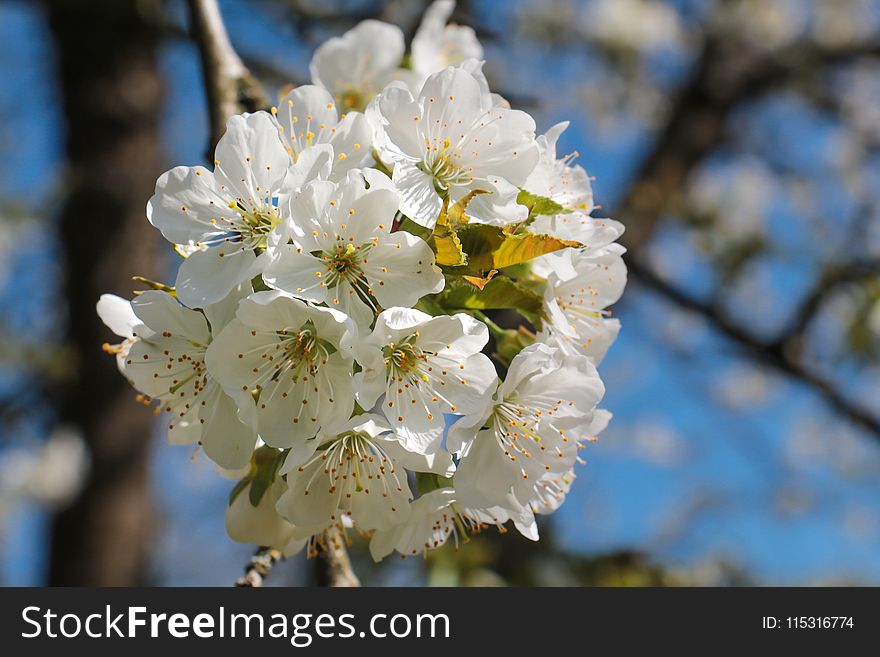 Blossom, White, Spring, Branch