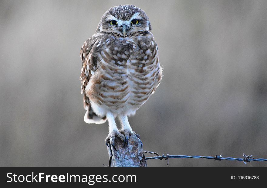 Owl, Bird, Bird Of Prey, Hawk