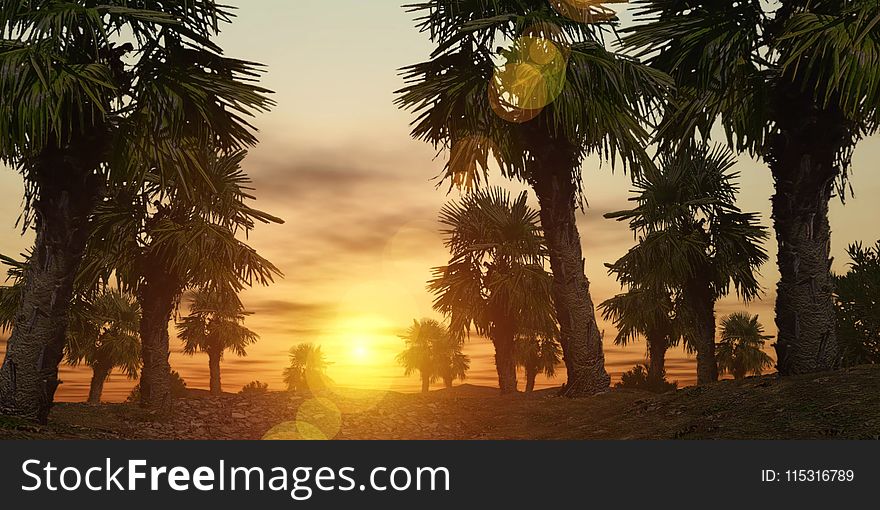 Palm Tree, Arecales, Vegetation, Sky