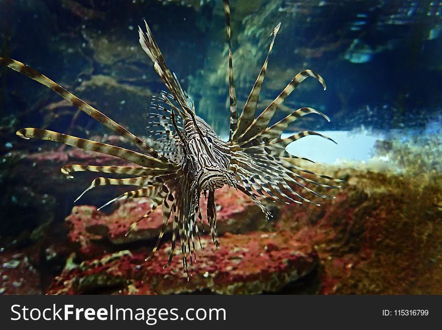 Ecosystem, Lionfish, Coral Reef, Marine Biology