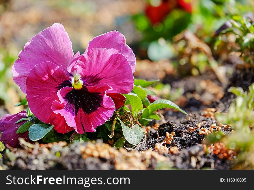 Flower, Plant, Flora, Flowering Plant