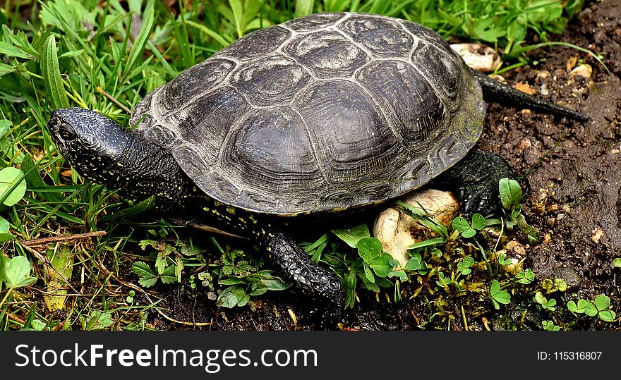 Tortoise, Emydidae, Turtle, Terrestrial Animal