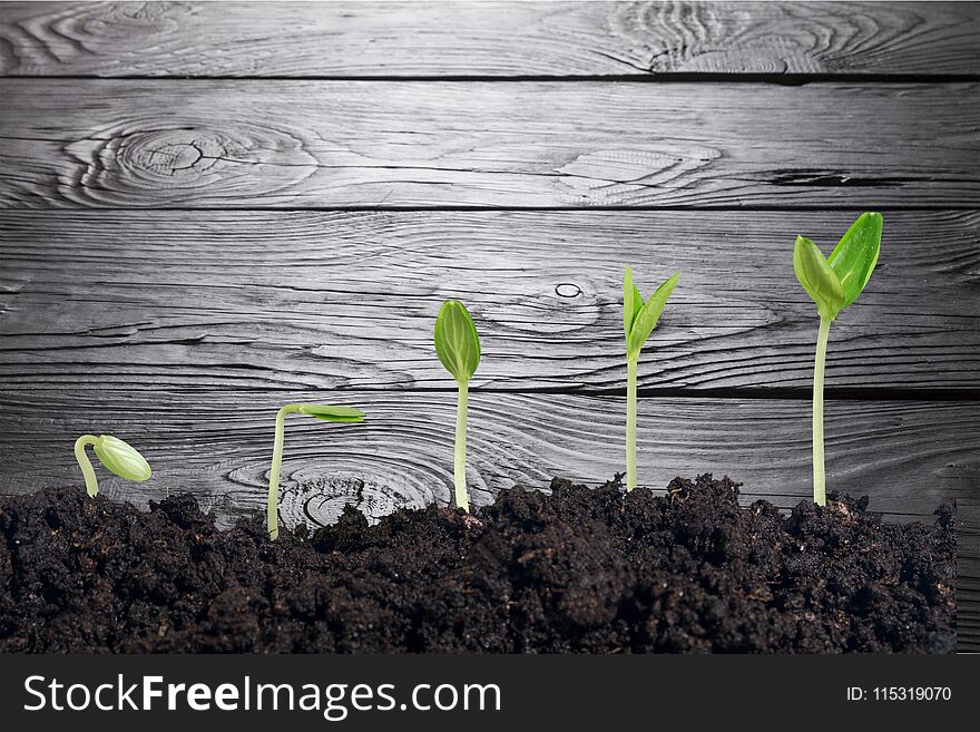 Plant dirt soil growth green sprout ground