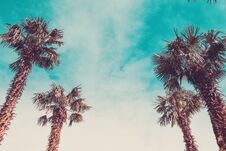 Palm Trees In Retro Toning Stock Images