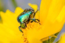 Brilliant Beetle Cetonia Aurata Creeps Along Flower Stock Photography