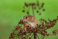 An Eurasian Harvest Mouse On A Dry Thistle Plant Royalty Free Stock Photography