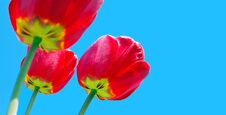 Red Tulips Close-up. Copy Spaces. Soft Focus Stock Photography