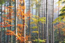 Beautiful Morning Fog And Sunbeams In The Autumn Pine Forest Stock Photography