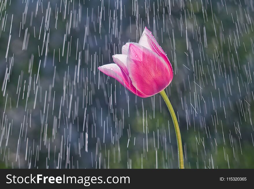 Lilac-purple tulip on the background of tracks of rain drops