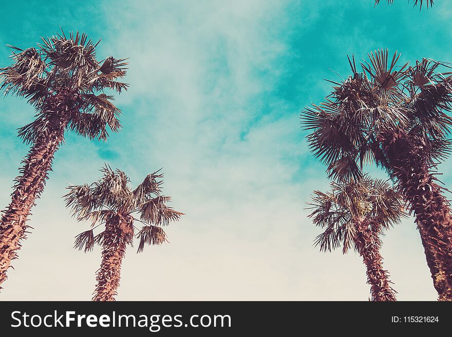 Palm trees against the blue sky in retro toning. Palm trees against the blue sky in retro toning