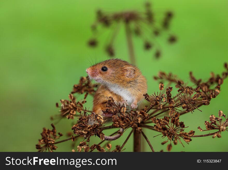 An Eurasian Harvest Mouse On A Dry Thistle Plant