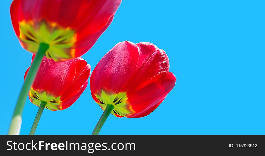 Red tulips close-up. copy spaces. soft focus
