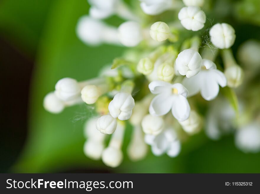 White Flowers Of Lilac On Nature.