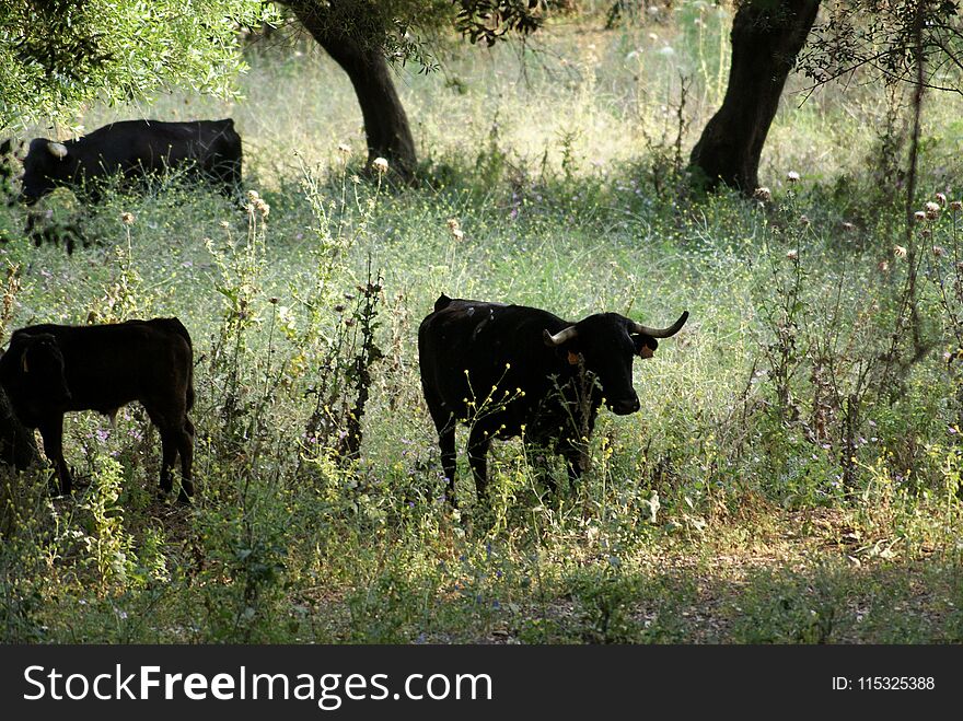 Spanish cows in the gloom of the field in Andalusia