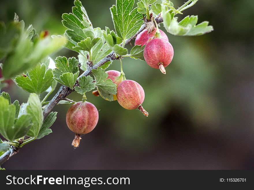 Branch Of Gooseberries With Round Red Delicious Berries. Maturing Gooseberries_