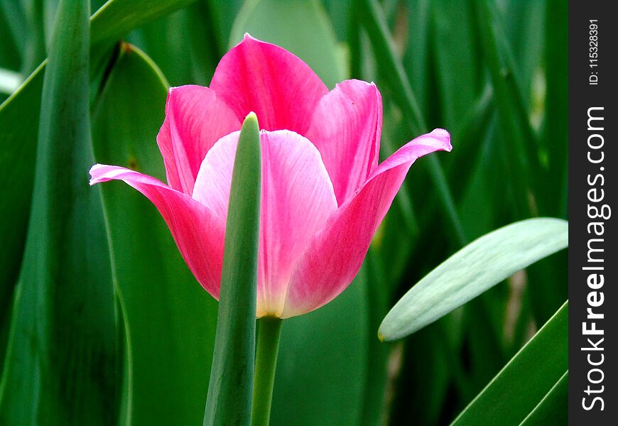 Beautiful pink tulip. Spring is in prime. Beautiful pink tulip. Spring is in prime