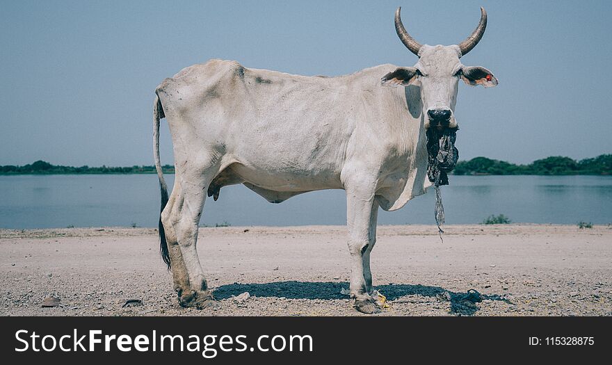 Cow Chewing A Plastic Bag