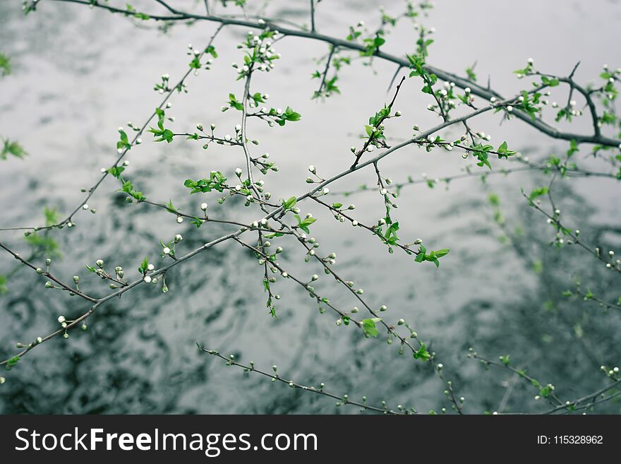 White buds of wild plum flowers over water