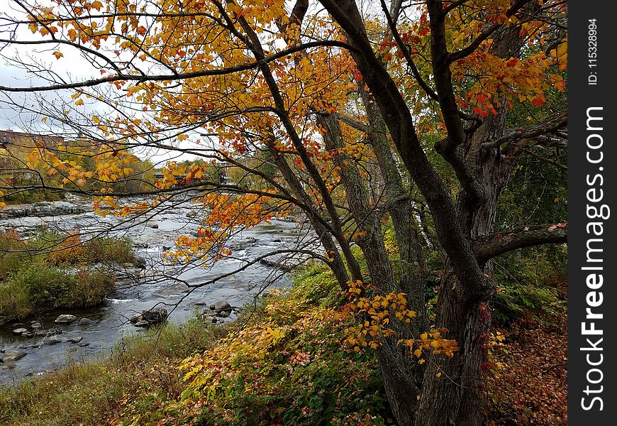 Autumn on a New Hampshire river bank