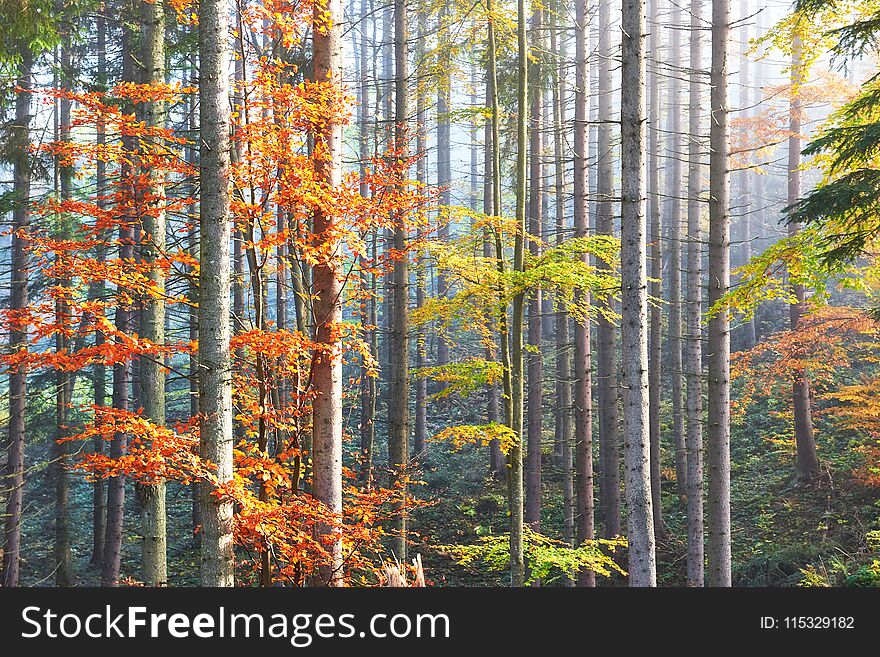 Beautiful Morning Fog And Sunbeams In The Autumn Pine Forest