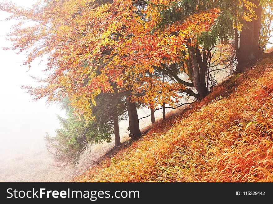 Majestic landscape with autumn trees in misty forest. Carpathian, Ukraine, Europe. Beauty world.