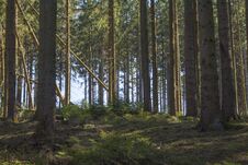 Natural Coniferous Forest In Germany During Spring Time Stock Images
