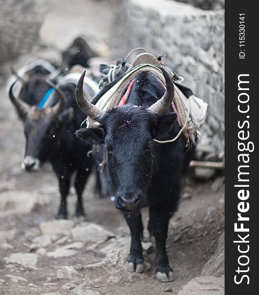 Caravan of dzo yaks in the Nepal Himalaya, A dzo is a hybrid between the yak and domestic cattle. Caravan of dzo yaks in the Nepal Himalaya, A dzo is a hybrid between the yak and domestic cattle
