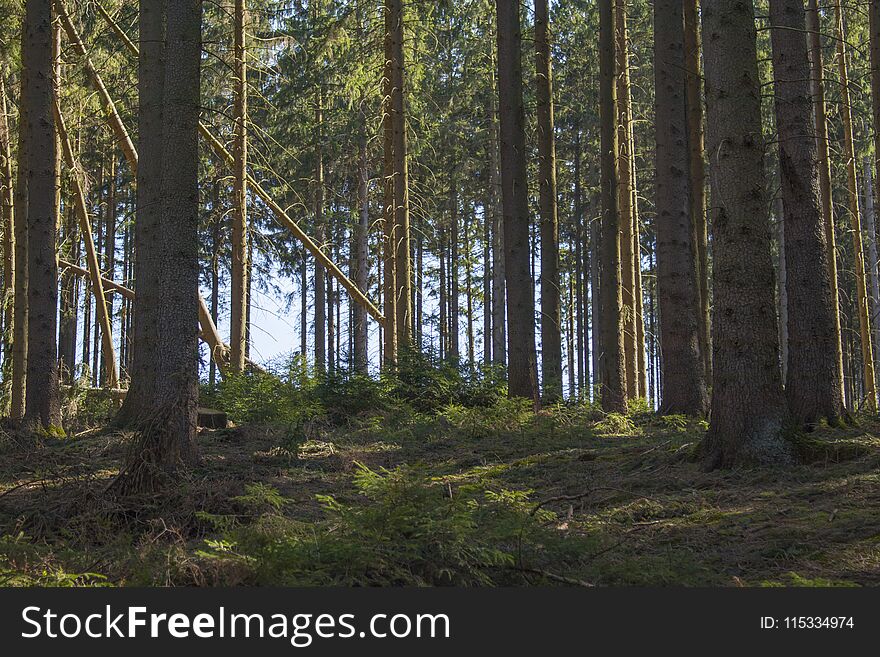 Natural Coniferous forest in germany during spring time with nice sun and lots of trees.