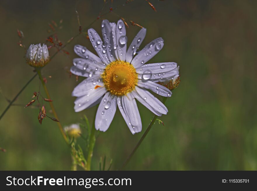 Flowers of a camomile with raindrops on a blurred background