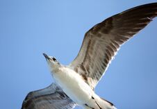 Laughing Gull Seagull Flying In Ocean In South Florida Miami Beach Stock Photos Laughing Gull Seagull Flying In Ocean In South Florida Miami Beach Stock Photos