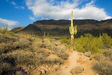 Hiking Trail In The Desert With A Saguaro Cactus Along The Path Royalty Free Stock Photo