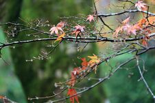 Red And Orange Japanese Maple Leaf On The Branch Of Tree After Rain. Stock Photos