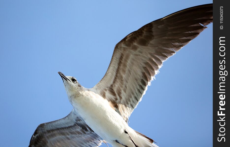 Laughing gull Seagull flying in ocean in south Florida Miami beach
