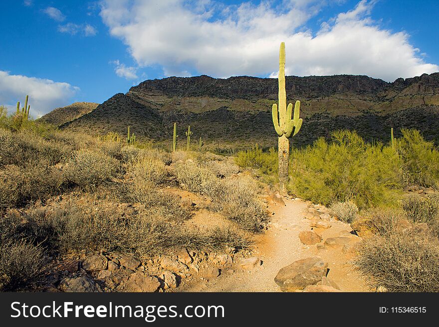 Hiking Trail In The Desert With A Saguaro Cactus Along The Path