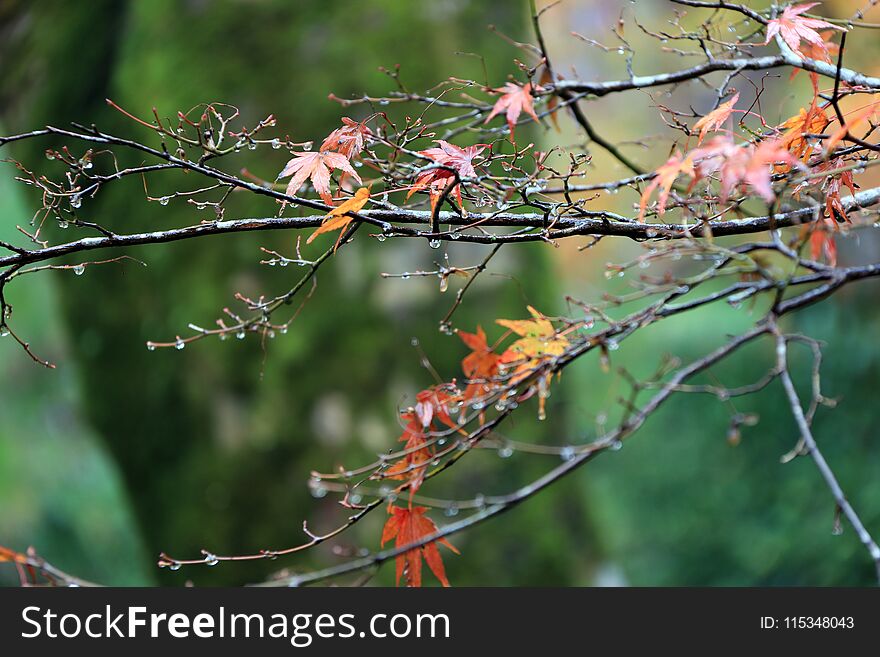 Red and orange Japanese Maple Leaf on the branch of tree after rain.