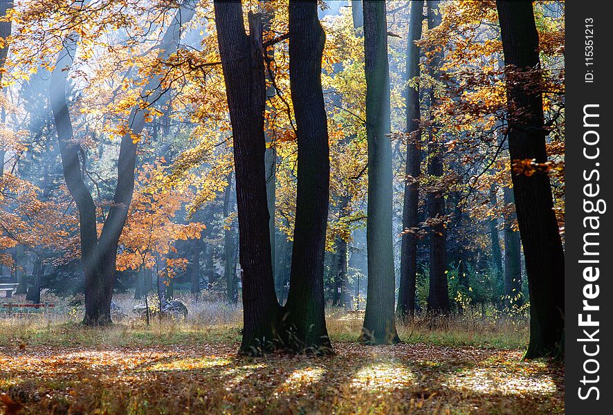 Autumn forest with sun rays in Hungary