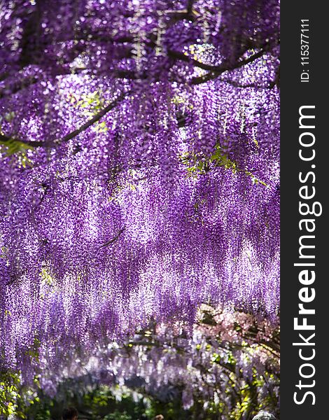 Italy, Tuscany, Florence, the Bardini garden in spring time and flowering of wisteria. Italy, Tuscany, Florence, the Bardini garden in spring time and flowering of wisteria.