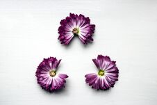 Three Pink Flowers Chrysanthemums Without A Part Of The Petals Triangle Fidget Spinner Royalty Free Stock Image Three Pink Flowers Chrysanthemums Without A Part Of The Petals Triangle Fidget Spinner Royalty Free Stock Image