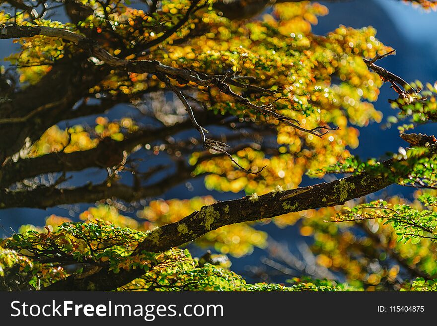 Bright colors of autumn and landscapes of the park Los Glaciares. Fall in Patagonia, the Argentine side.