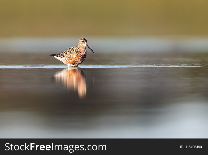 Reflective curlew sandpiper standing in water