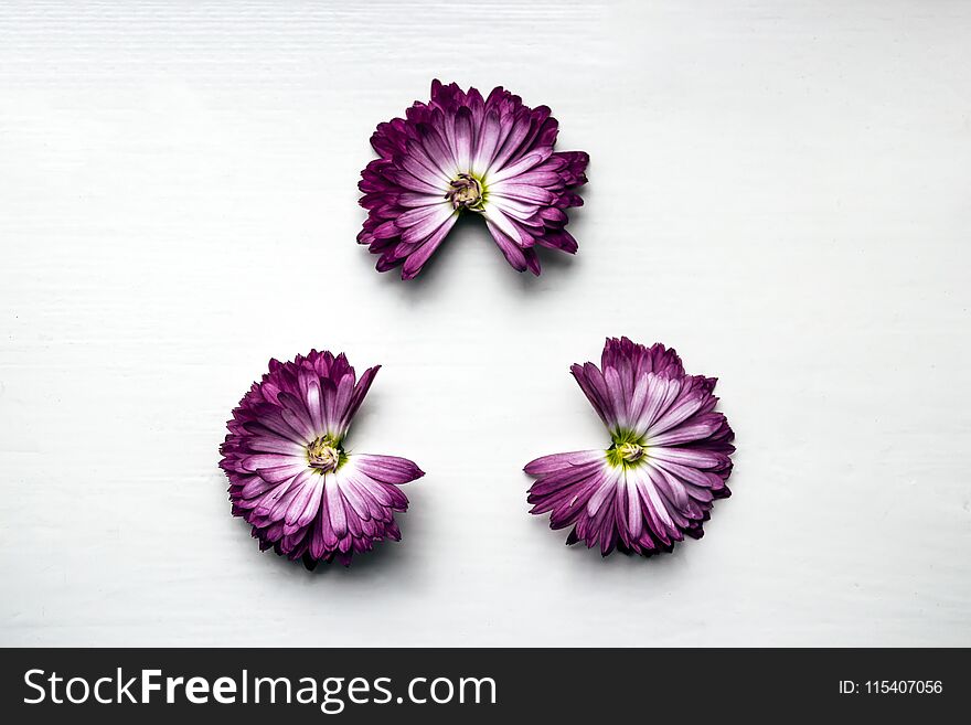 Three pink flowers chrysanthemums without a part of the petals triangle fidget spinner