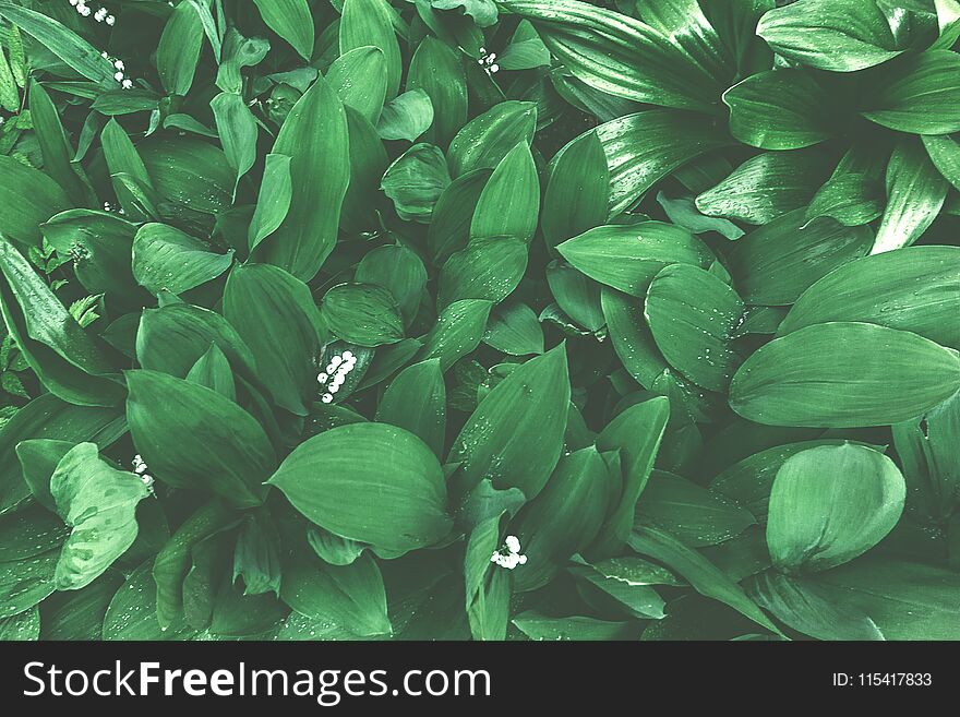 Leaf of may-lily background. Green leaves pattern in muted tones