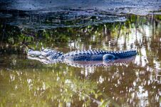 Alligator On The Marsh Trail In South West Florida. Stock Images