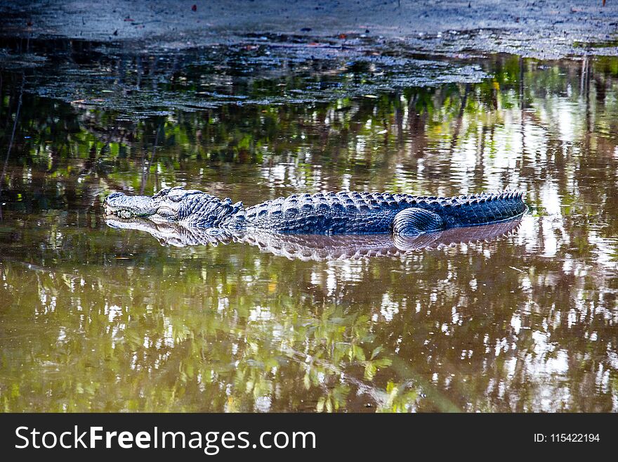 Alligator sunning himself on the Marsh Trail in South West Florida. muddy marsh. Alligator sunning himself on the Marsh Trail in South West Florida. muddy marsh