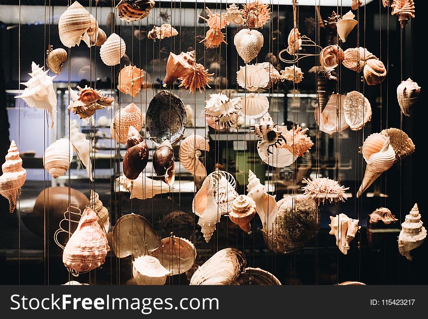 Photo of Seashells Hanging