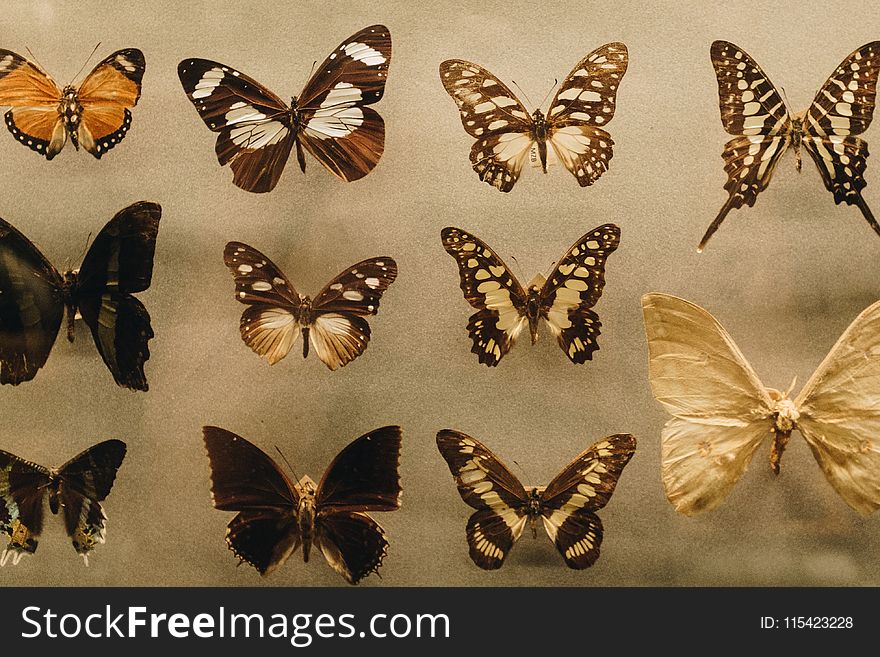 Photo of Assorted Butterflies